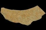 Pennsylvanian, Fossil Microbial Mat - Oklahoma #114060-1